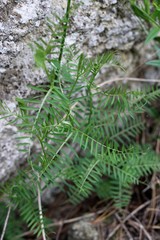 Vicia tenuifolia dalmatica