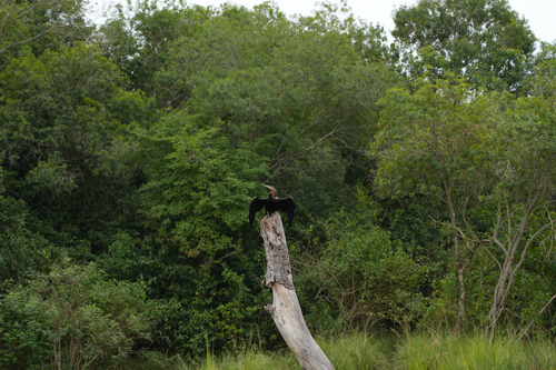 iNaturalist: (c) Brandon Stapp, some rights reserved (CC BY-NC), uploaded by Brandon Stapp iNaturalist image