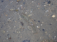 Alpheus brevicristatus