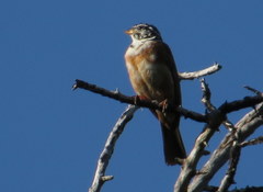 Emberiza tahapisi