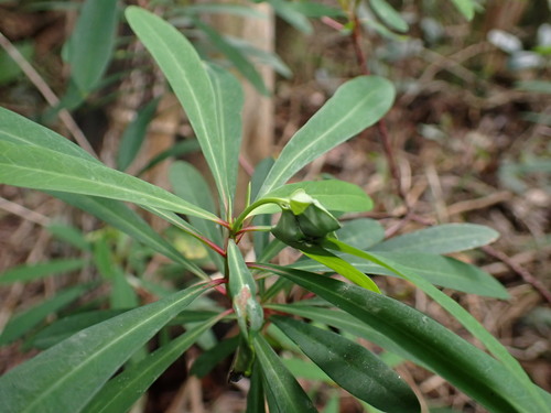 Euphorbia erubescens, 2026-07-09
