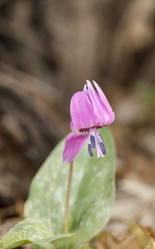 Asian fawnlily