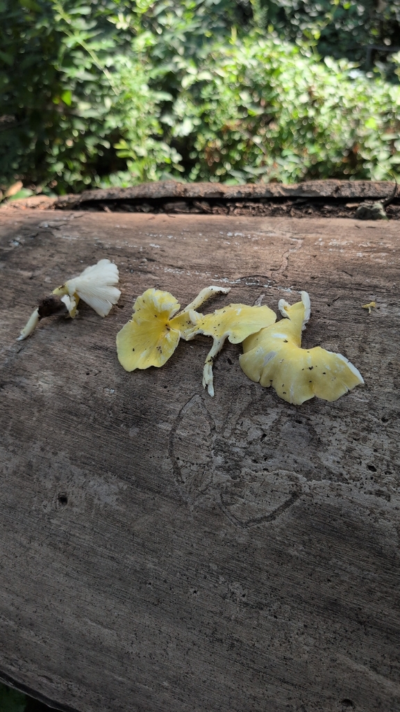 Golden Oyster Mushroom · July 2026 · photo: Photo: no rights reserved · iNaturalist