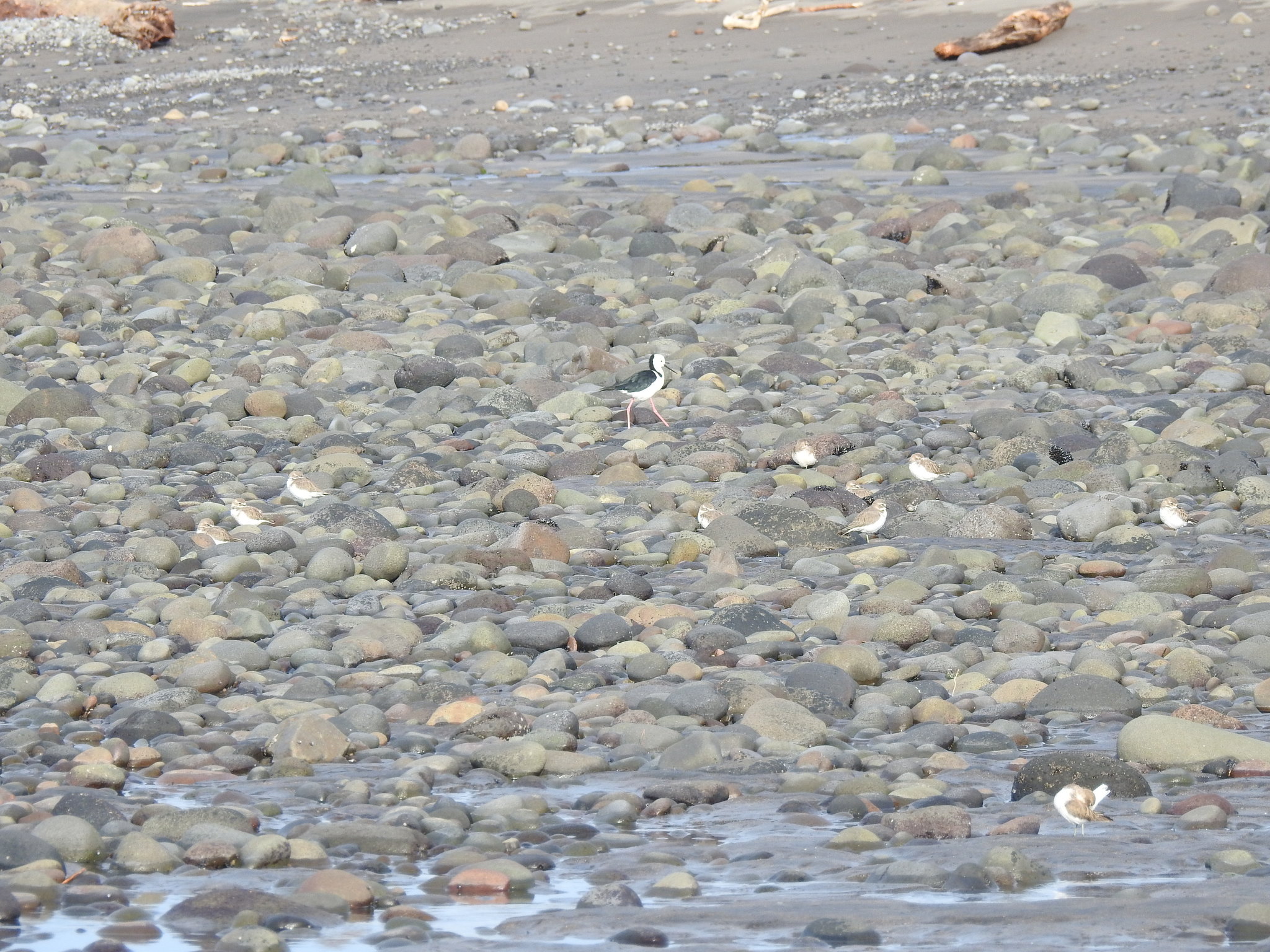 Anarhynchus bicinctus bicinctus