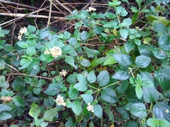 Lantana camara