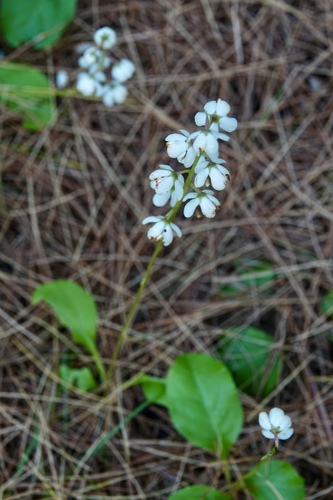 shinleaf