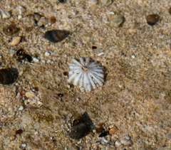 Siphonaria normalis