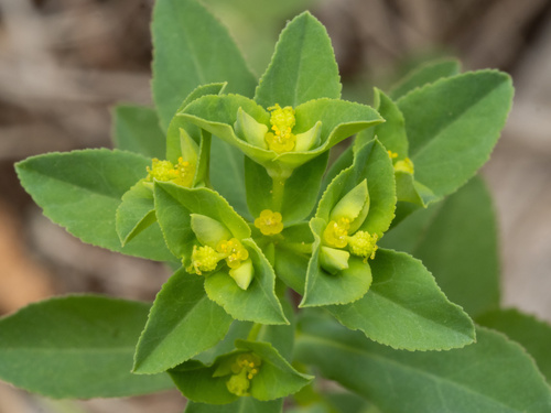 Reticulate-seeded Spurge