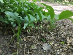 Polygonatum latifolium