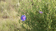 Ipomoea stans