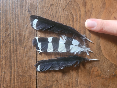 Plume de Huppe fasciée