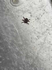 Dermacentor variabilis