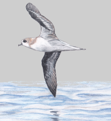 Zino's Petrel photo 3