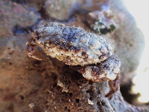 Gaillardiellus rueppelli observed 2026-07-12
