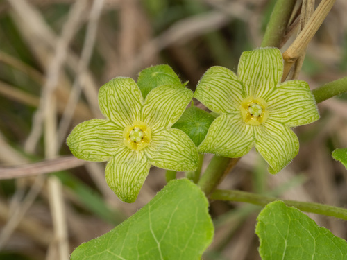 Matelea edwardsensis, photograph 2