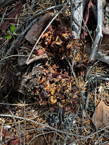 Kopsiopsis strobilacea