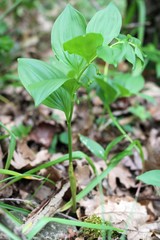 Polygonatum latifolium
