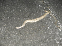 Crotalus cerastes laterorepens