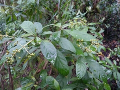 Psychotria carthagenensis