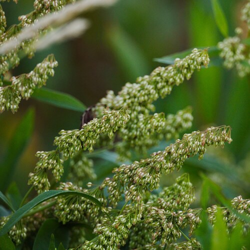 Rumex verticillatus, photograph 2