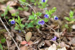 Veronica umbrosa