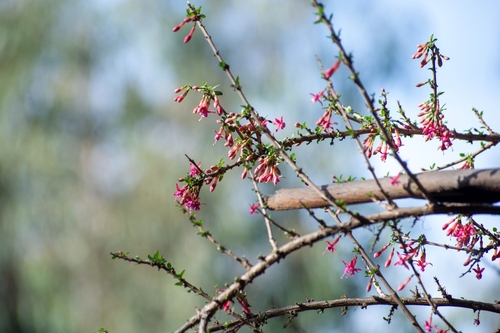 Fuchsia lycioides, photograph 3