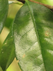 Suregada zanzibariensis