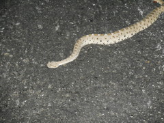 Crotalus cerastes laterorepens