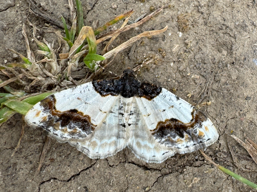 Scorched Carpet
