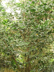 Suregada zanzibariensis