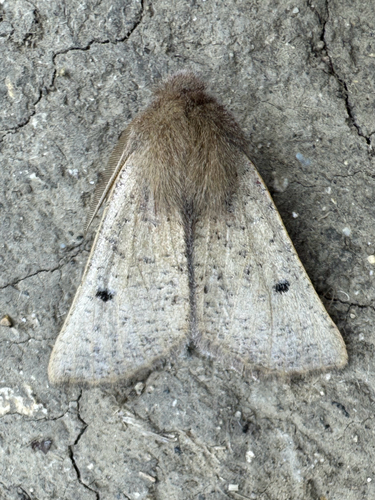 Dasycorsa modesta