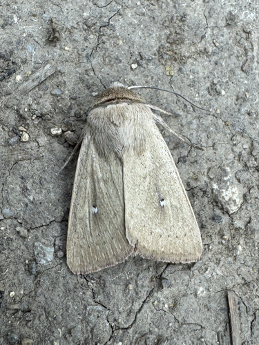Mythimna sicula