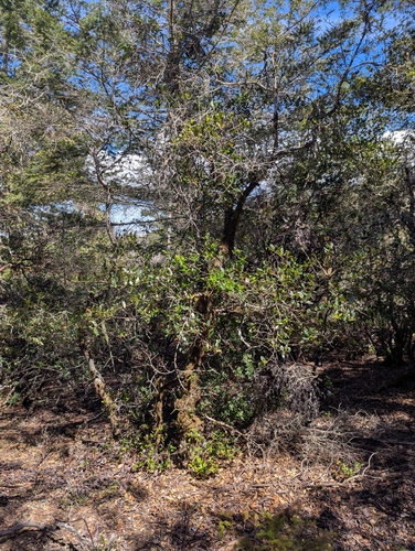 Quercus parvula, photograph 4