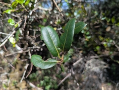 Quercus parvula, photograph (c) Alexander Wentworth, some rights reserved (CC BY)