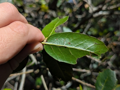 Quercus parvula, photograph 6