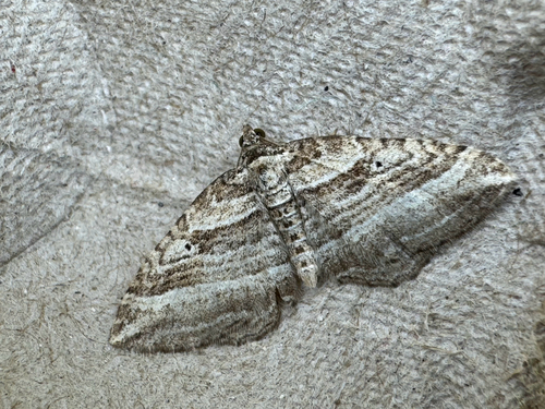 Many-Lined Moth