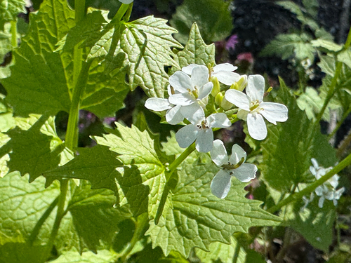 garlic mustard