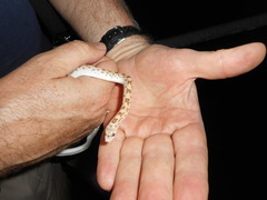 Phyllorhynchus decurtatus