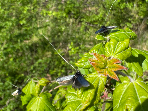 Green Longhorn Moth