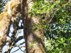 Tamiops mcclellandii