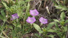 Ipomoea capillacea