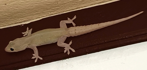 Asian House Gecko