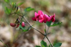 Lathyrus rotundifolius