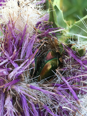 Protaetia cuprea ignicollis