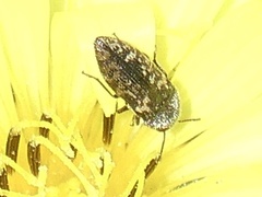 Acmaeodera neglecta neoneglecta