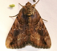 Catocala muliercula