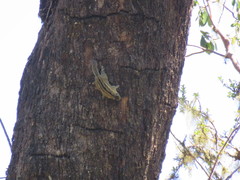 Tamiops mcclellandii