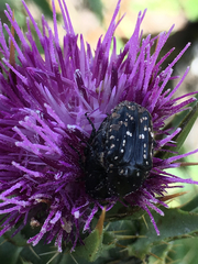 Oxythyrea noemi