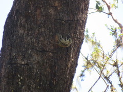 Tamiops mcclellandii