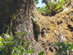 Tamiops mcclellandii